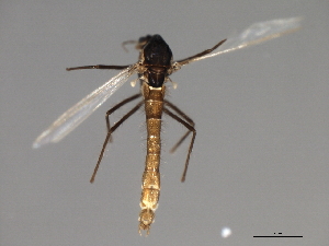  ( - HLC-26950)  @13 [ ] CreativeCommons - Attribution (2009) CBG Photography Group Centre for Biodiversity Genomics