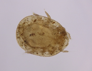  (Trachyuropoda - sci2555)  @11 [ ] CreativeCommons  Attribution Non-Commercial Share-Alike (2021) Unspecified Instituto de Productos Naturales y Agrobiolog&iacute;a, Consejo Superior de Investigaciones Cient&iacute;ficas (IPNA-CSIC)