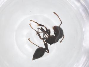  (Crematogaster africana - CBG-B03114-E11)  @11 [ ] CreativeCommons - Attribution Share - Alike (2025) Centre for Biodiversity Genomics Centre for Biodiversity Genomics