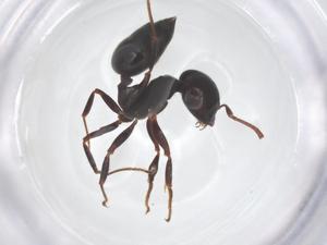  ( - CBG-B03114-E12)  @11 [ ] CreativeCommons - Attribution Share - Alike (2025) Centre for Biodiversity Genomics Centre for Biodiversity Genomics