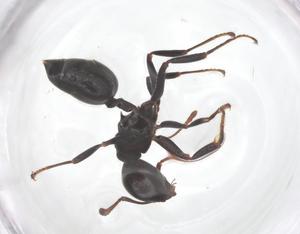  ( - CBG-B03114-F01)  @11 [ ] CreativeCommons - Attribution Share - Alike (2025) Centre for Biodiversity Genomics Centre for Biodiversity Genomics