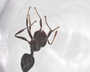  ( - CBG-B03114-F04)  @11 [ ] CreativeCommons - Attribution Share - Alike (2025) Centre for Biodiversity Genomics Centre for Biodiversity Genomics