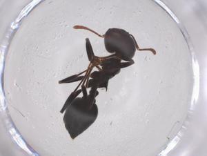  ( - CBG-B03115-F07)  @11 [ ] CreativeCommons - Attribution Share - Alike (2025) Centre for Biodiversity Genomics Centre for Biodiversity Genomics