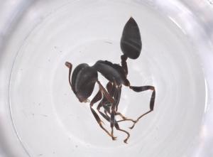  ( - CBG-B03115-H09)  @11 [ ] CreativeCommons - Attribution Share - Alike (2025) Centre for Biodiversity Genomics Centre for Biodiversity Genomics