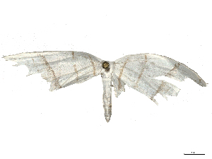  ( - CBG-B03158-B09)  @11 [ ] CreativeCommons - Attribution Share - Alike (2025) CBG Photography Group Centre for Biodiversity Genomics