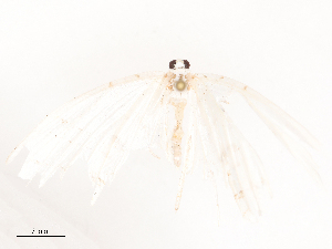  ( - CBG-B03158-B11)  @11 [ ] CreativeCommons - Attribution Share - Alike (2025) CBG Photography Group Centre for Biodiversity Genomics