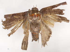  ( - CBG-B03171-A02)  @11 [ ] CreativeCommons - Attribution Share - Alike (2025) CBG Photography Group Centre for Biodiversity Genomics