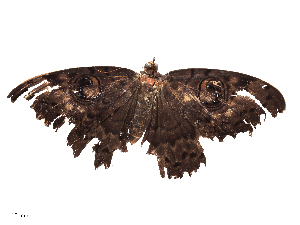  ( - CBG-B03171-H09)  @11 [ ] CreativeCommons - Attribution Share - Alike (2025) CBG Photography Group Centre for Biodiversity Genomics