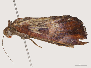  ( - CBG-B03172-A01)  @11 [ ] CreativeCommons - Attribution Share - Alike (2025) CBG Photography Group Centre for Biodiversity Genomics