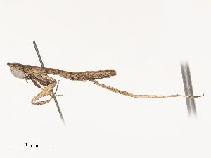  (Galepsus konakrynus - CBG-B07601-E06)  @11 [ ] CreativeCommons - Attribution Share - Alike (2025) CBG Photography Group Centre for Biodiversity Genomics