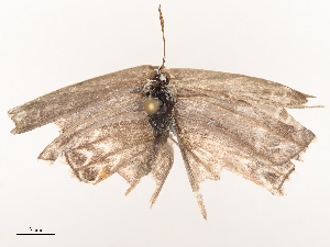  ( - CBG-B07607-F10)  @11 [ ] CreativeCommons - Attribution Share - Alike (2025) CBG Photography Group Centre for Biodiversity Genomics