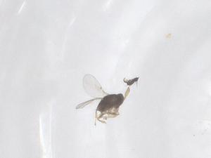  (Arrhenophagus - CBG-B10722-E06)  @11 [ ] CreativeCommons - Attribution Share - Alike (2025) Centre for Biodiversity Genomics Centre for Biodiversity Genomics