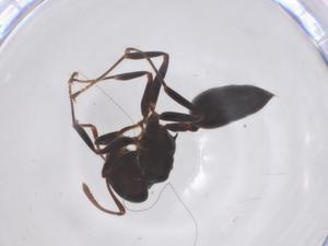  ( - CBG-B10750-F04)  @11 [ ] CreativeCommons - Attribution Share - Alike (2025) Centre for Biodiversity Genomics Centre for Biodiversity Genomics