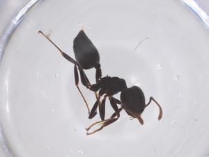  ( - CBG-B10752-D05)  @11 [ ] CreativeCommons - Attribution Share - Alike (2025) Centre for Biodiversity Genomics Centre for Biodiversity Genomics