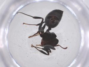  ( - CBG-B10801-C04)  @11 [ ] CreativeCommons - Attribution Share - Alike (2025) Centre for Biodiversity Genomics Centre for Biodiversity Genomics