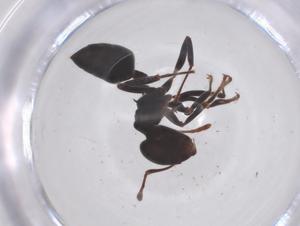  ( - CBG-B10801-C06)  @11 [ ] CreativeCommons - Attribution Share - Alike (2025) Centre for Biodiversity Genomics Centre for Biodiversity Genomics