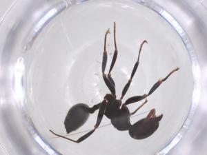  ( - CBG-B10837-G02)  @11 [ ] CreativeCommons - Attribution Share - Alike (2025) Centre for Biodiversity Genomics Centre for Biodiversity Genomics