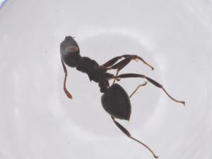  ( - CBG-B10837-G03)  @11 [ ] CreativeCommons - Attribution Share - Alike (2025) Centre for Biodiversity Genomics Centre for Biodiversity Genomics