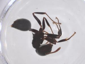  ( - CBG-B10837-G04)  @11 [ ] CreativeCommons - Attribution Share - Alike (2025) Centre for Biodiversity Genomics Centre for Biodiversity Genomics