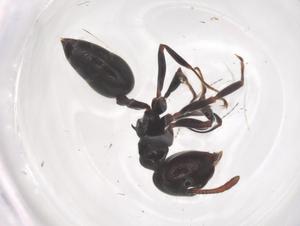  ( - CBG-B17950-A12)  @11 [ ] CreativeCommons - Attribution Share - Alike (2025) Centre for Biodiversity Genomics Centre for Biodiversity Genomics