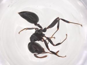  ( - CBG-B17950-B01)  @11 [ ] CreativeCommons - Attribution Share - Alike (2025) Centre for Biodiversity Genomics Centre for Biodiversity Genomics