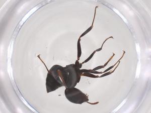  ( - CBG-B17950-B02)  @11 [ ] CreativeCommons - Attribution Share - Alike (2025) Centre for Biodiversity Genomics Centre for Biodiversity Genomics