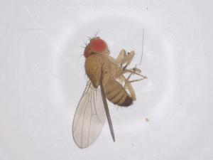  ( - CBG-B19990-C08)  @11 [ ] CreativeCommons - Attribution Share - Alike (2025) Centre for Biodiversity Genomics Centre for Biodiversity Genomics