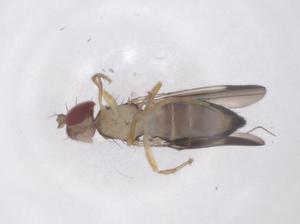  ( - CBG-B20091-A07)  @11 [ ] CreativeCommons - Attribution Share - Alike (2025) Centre for Biodiversity Genomics Centre for Biodiversity Genomics