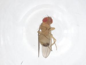  ( - CBG-B20117-G12)  @11 [ ] CreativeCommons - Attribution Share - Alike (2025) Centre for Biodiversity Genomics Centre for Biodiversity Genomics