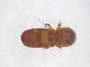  ( - CBG-B20119-A08)  @11 [ ] CreativeCommons - Attribution Share - Alike (2025) Centre for Biodiversity Genomics Centre for Biodiversity Genomics