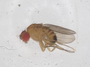  ( - CBG-B21806-C09)  @11 [ ] CreativeCommons - Attribution Share - Alike (2025) Centre for Biodiversity Genomics Centre for Biodiversity Genomics