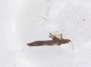  ( - CBG-B22327-E08)  @11 [ ] CreativeCommons - Attribution Share - Alike (2025) Centre for Biodiversity Genomics Centre for Biodiversity Genomics