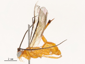  (Coccygidium luteum - CBG-B07476-G10)  @11 [ ] CreativeCommons - Attribution Share - Alike (2025) CBG Photography Group Centre for Biodiversity Genomics
