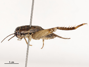  ( - CBG-B21618-D06)  @11 [ ] CreativeCommons - Attribution Share - Alike (2025) CBG Photography Group Centre for Biodiversity Genomics