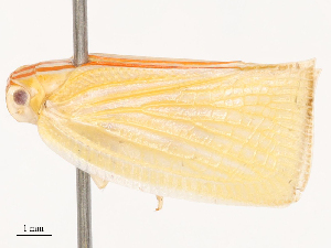  ( - CBG-B21618-E12)  @11 [ ] CreativeCommons - Attribution Share - Alike (2025) CBG Photography Group Centre for Biodiversity Genomics