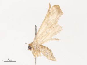  ( - CBG-B21621-A04)  @11 [ ] CreativeCommons - Attribution Share - Alike (2025) CBG Photography Group Centre for Biodiversity Genomics