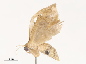  ( - CBG-B21631-B11)  @11 [ ] CreativeCommons - Attribution Share - Alike (2025) CBG Photography Group Centre for Biodiversity Genomics