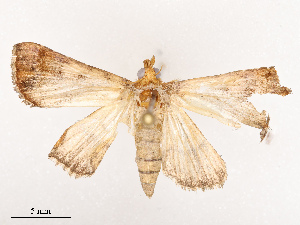  ( - CBG-B21633-A05)  @11 [ ] CreativeCommons - Attribution Share - Alike (2025) CBG Photography Group Centre for Biodiversity Genomics