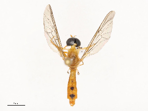  ( - CBG-B21633-C08)  @11 [ ] CreativeCommons - Attribution Share - Alike (2025) CBG Photography Group Centre for Biodiversity Genomics