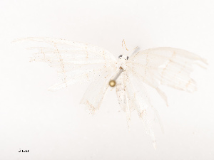  ( - CBG-B12233-B12)  @11 [ ] CreativeCommons - Attribution Share - Alike (2025) CBG Photography Group Centre for Biodiversity Genomics