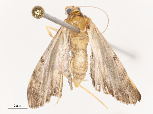  ( - CBG-B12233-E03)  @11 [ ] CreativeCommons - Attribution Share - Alike (2025) CBG Photography Group Centre for Biodiversity Genomics