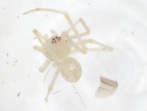  ( - CBG-B12642-H03)  @11 [ ] CreativeCommons - Attribution Share - Alike (2025) Centre for Biodiversity Genomics Centre for Biodiversity Genomics