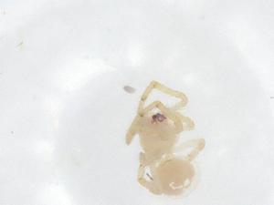  ( - CBG-B12650-D11)  @11 [ ] CreativeCommons - Attribution Share - Alike (2025) Centre for Biodiversity Genomics Centre for Biodiversity Genomics