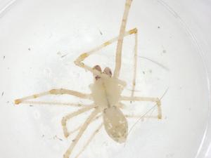  ( - CBG-B13512-A01)  @11 [ ] CreativeCommons - Attribution Share - Alike (2025) Centre for Biodiversity Genomics Centre for Biodiversity Genomics