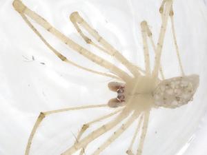  ( - CBG-B14096-H05)  @11 [ ] CreativeCommons - Attribution Share - Alike (2025) Centre for Biodiversity Genomics Centre for Biodiversity Genomics