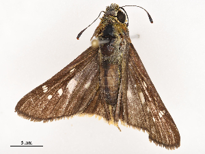  ( - CBG-B21798-B04)  @11 [ ] CreativeCommons - Attribution Share - Alike (2025) CBG Photography Group Centre for Biodiversity Genomics