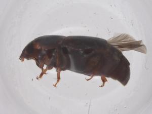  ( - CBG-B22802-A03)  @11 [ ] CreativeCommons - Attribution Share - Alike (2025) Centre for Biodiversity Genomics Centre for Biodiversity Genomics