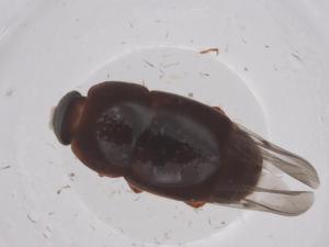  ( - CBG-B22802-B03)  @11 [ ] CreativeCommons - Attribution Share - Alike (2025) Centre for Biodiversity Genomics Centre for Biodiversity Genomics