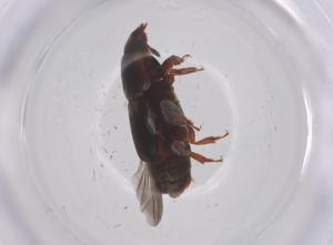  ( - CBG-B22802-D06)  @11 [ ] CreativeCommons - Attribution Share - Alike (2025) Centre for Biodiversity Genomics Centre for Biodiversity Genomics