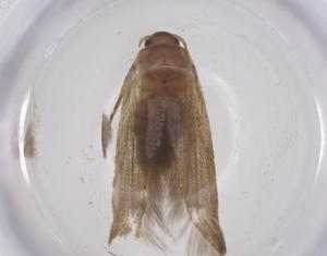  (Neoblastobasis laikipiae - CBG-B22802-F05)  @11 [ ] CreativeCommons - Attribution Share - Alike (2025) Centre for Biodiversity Genomics Centre for Biodiversity Genomics